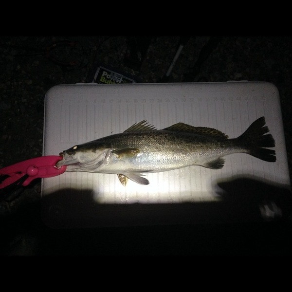 A photo of b0okevin's catch