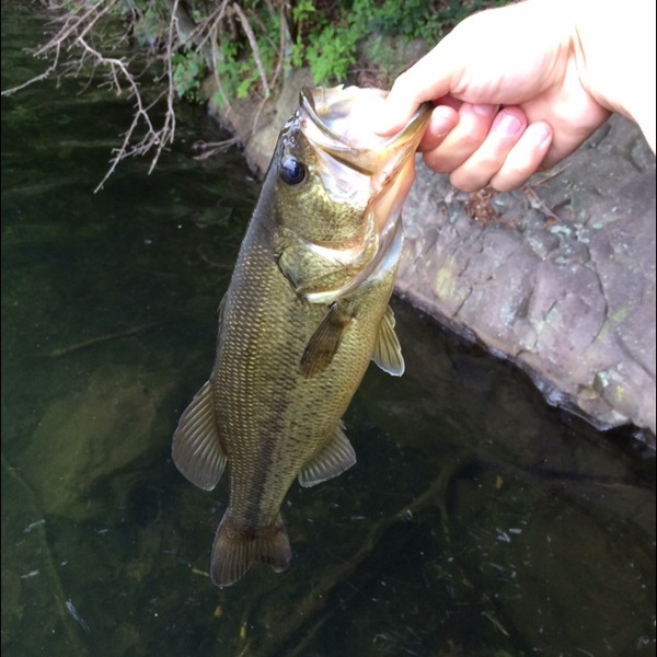 A photo of tim2323's catch
