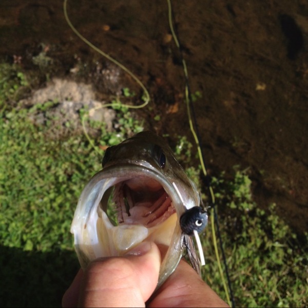 A photo of marshmadness's catch