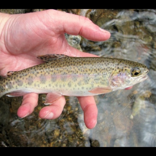 A photo of alldayangler's catch