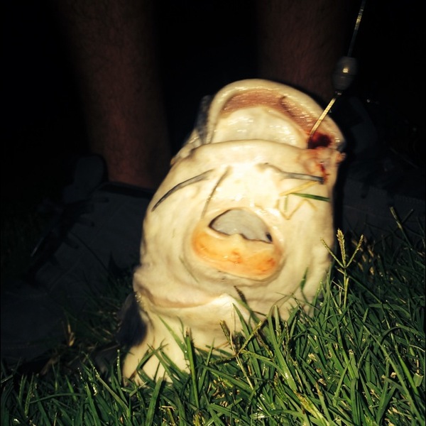 A photo of ian2210's catch