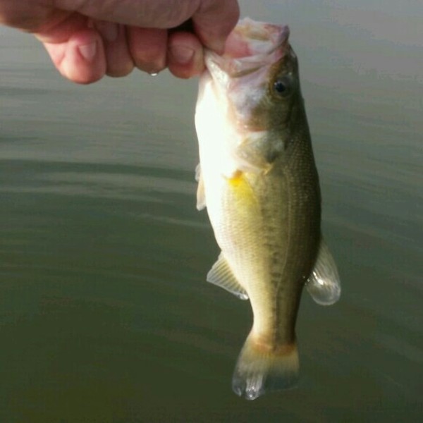 A photo of Trevor Mitchell's catch