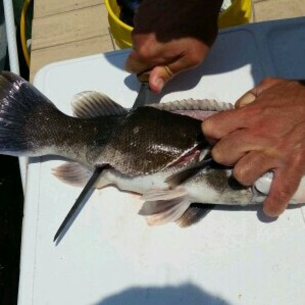 A photo of jerseyshark's catch