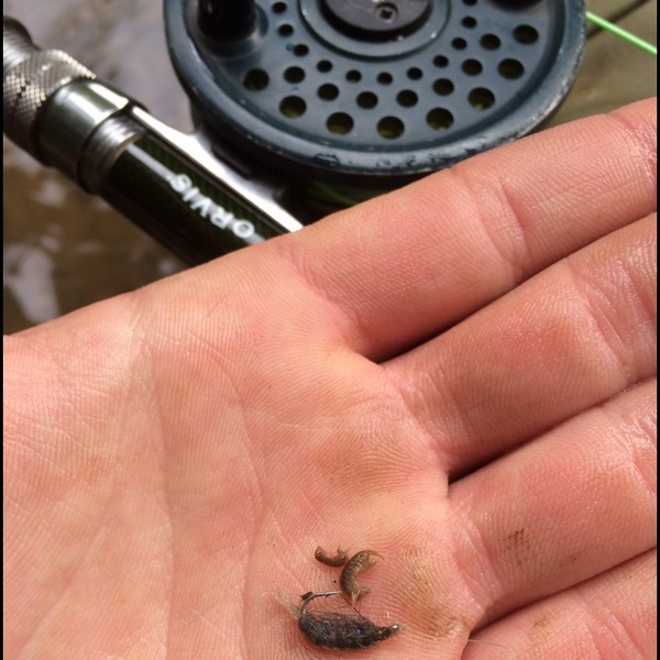 A photo of tiphigh31's catch