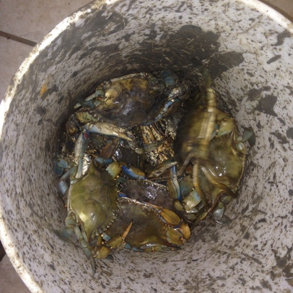 A photo of ddillion1969's catch