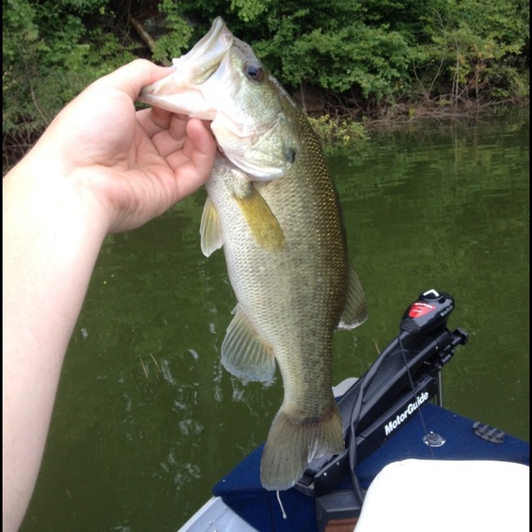 A photo of georgiaboy's catch
