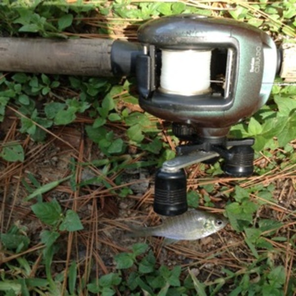 A photo of carterh78's catch