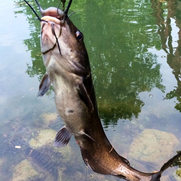 A photo of Hailee23's catch