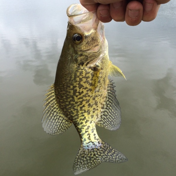 A photo of tim2323's catch