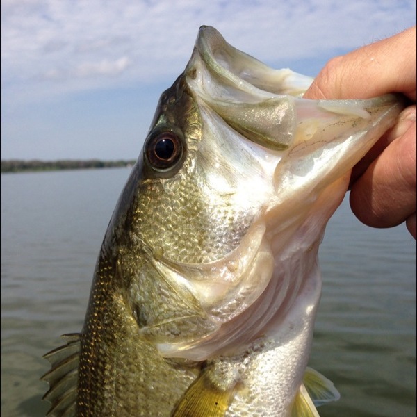 A photo of markwmann's catch