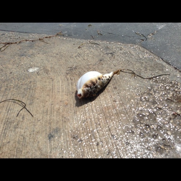 A photo of markwmann's catch