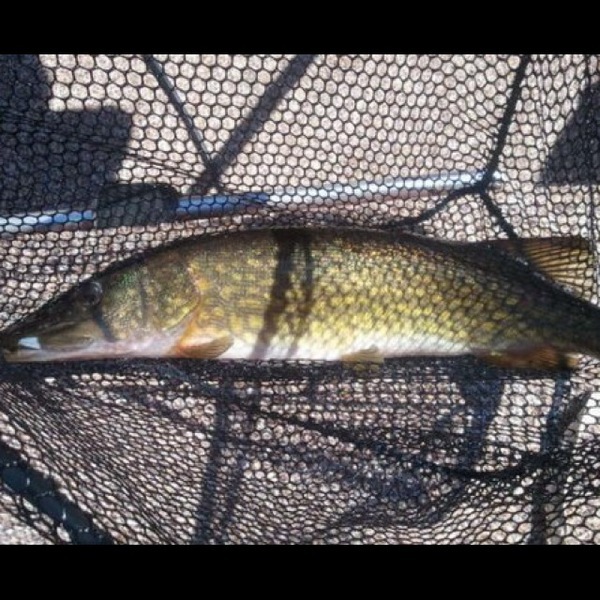 A photo of IanDamiani's catch