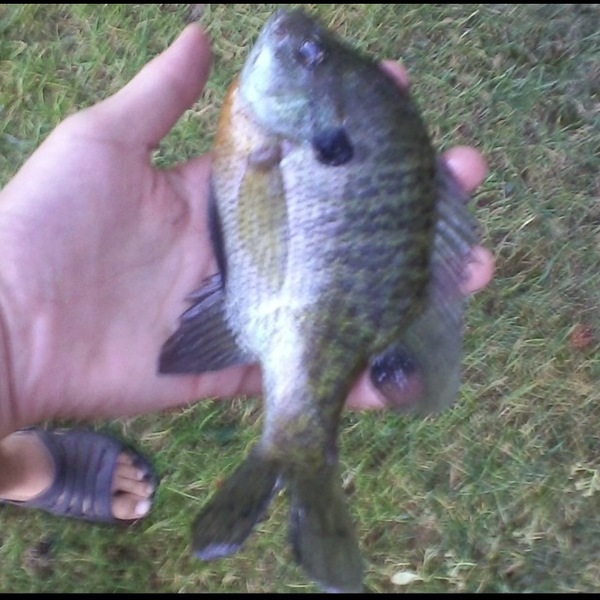 A photo of jcart17's catch