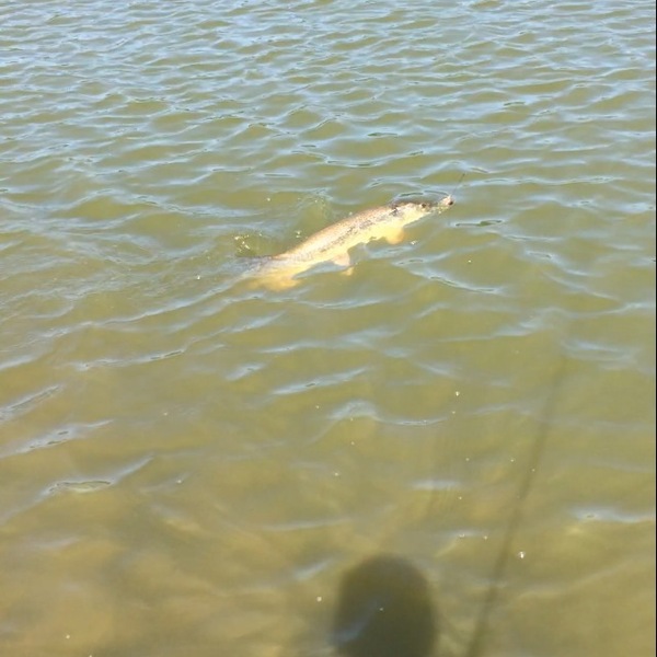 A photo of tim2323's catch