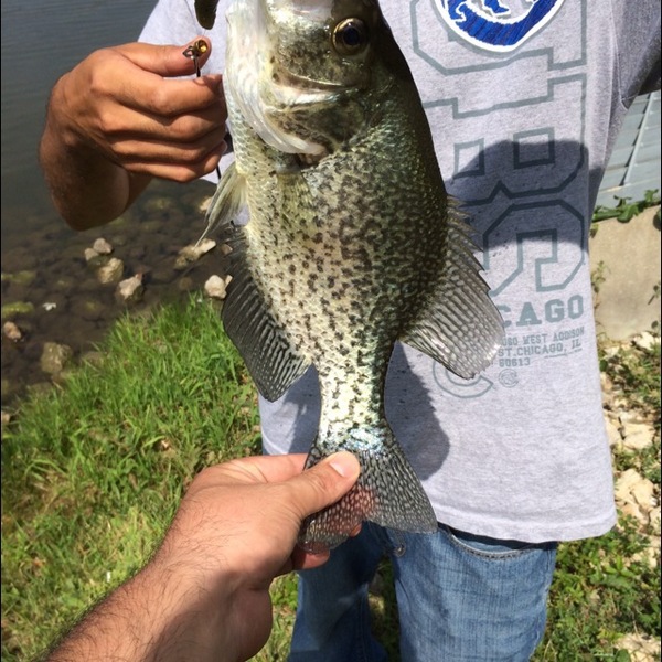 A photo of saulvargasWCHI's catch