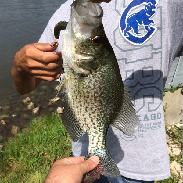 A photo of saulvargasWCHI's catch