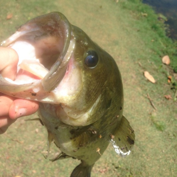 A photo of Gone_fishingg's catch