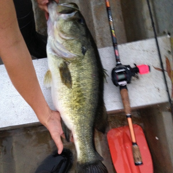 A photo of gotone21's catch
