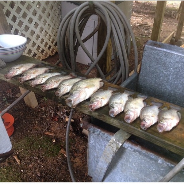A photo of maconpickard2's catch