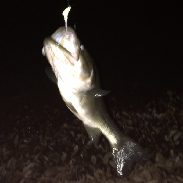 A photo of TJcope's catch