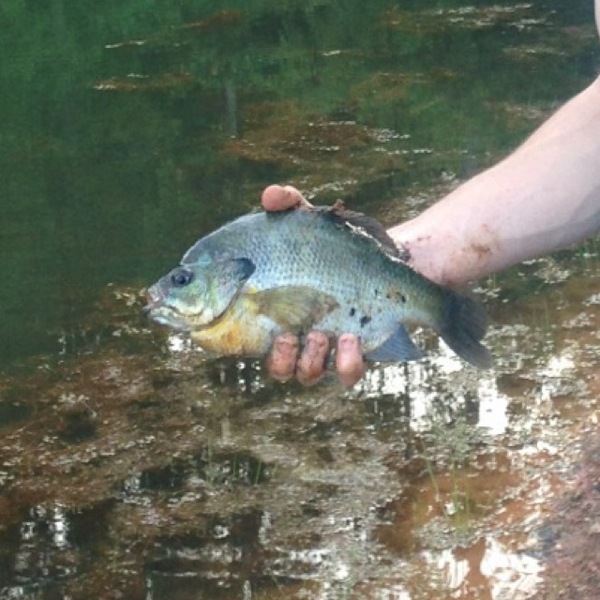 A photo of Charles duble's catch
