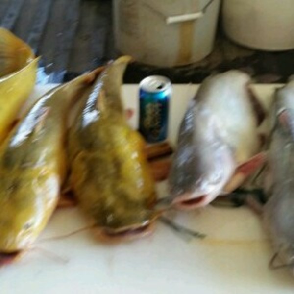 A photo of Dwayne Vitek's catch