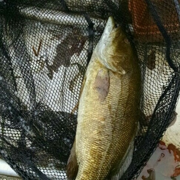 A photo of jackman88's catch