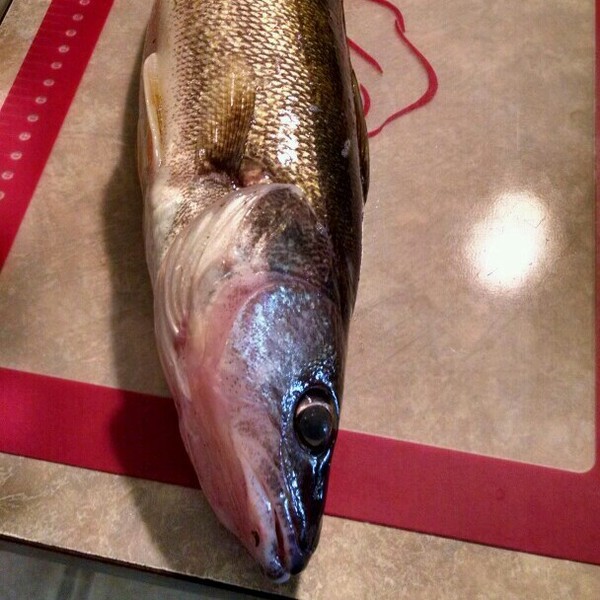 A photo of jackman88's catch