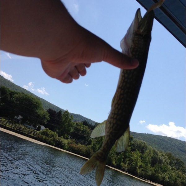 A photo of Maxrealtree's catch