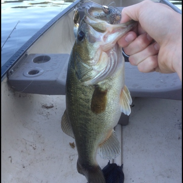 A photo of liamshay's catch