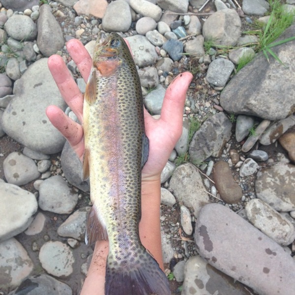A photo of sawyer_hamm's catch