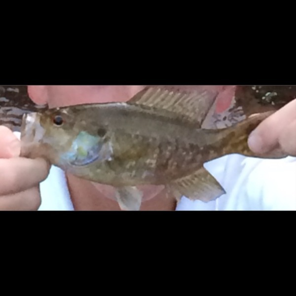 A photo of bass_master101's catch