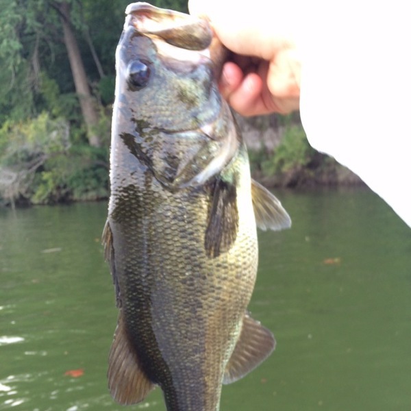 A photo of J_Ho's catch