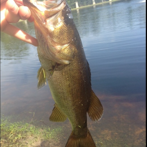 A photo of bad_bass's catch