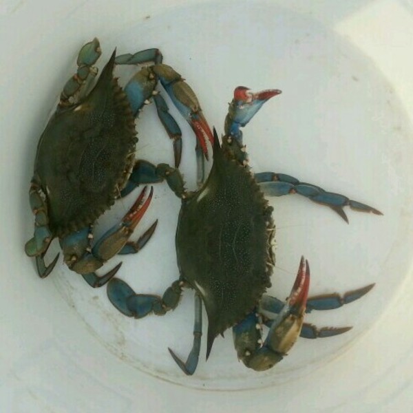 A photo of SCSaltandPondFishing's catch