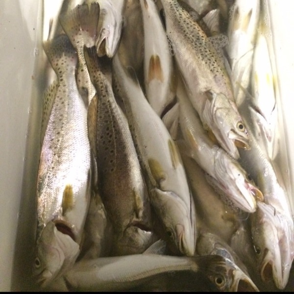A photo of peyton sams's catch