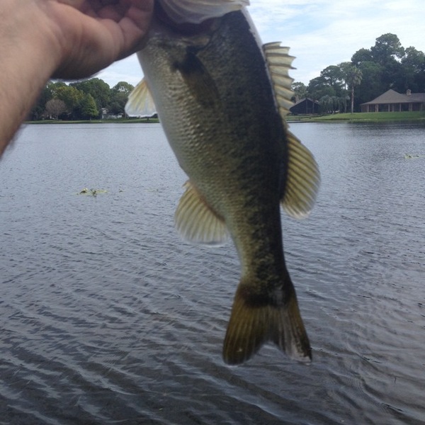 A photo of janot Vilardell's catch