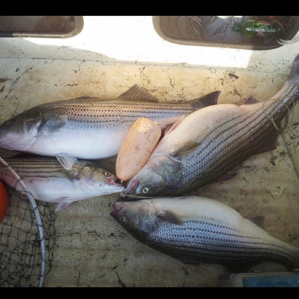 A photo of bassnwithjeremy's catch