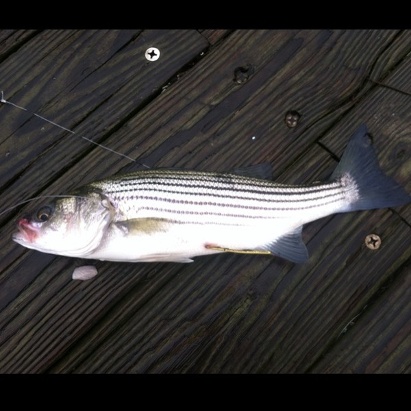 A photo of diazjrgil's catch