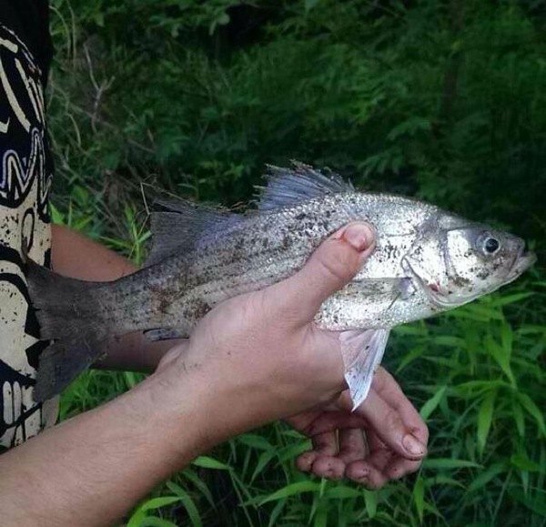 A photo of bladd96's catch