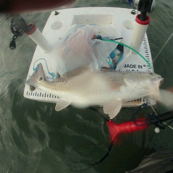 A photo of alanmacias541's catch