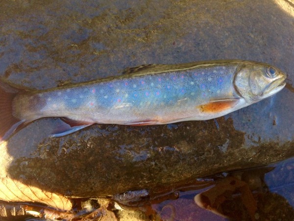 A photo of northernfishing's catch