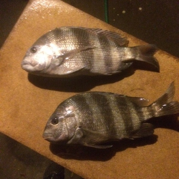 A photo of guyman's catch