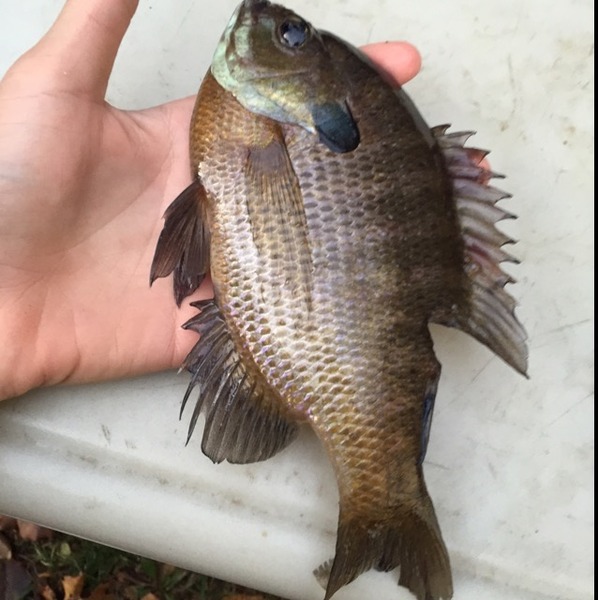 A photo of gillslayer's catch