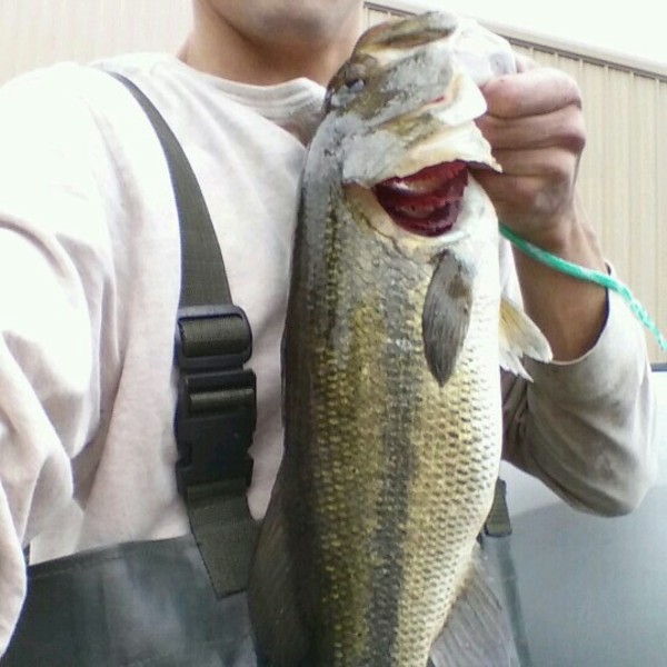 A photo of jerrodyoung512's catch