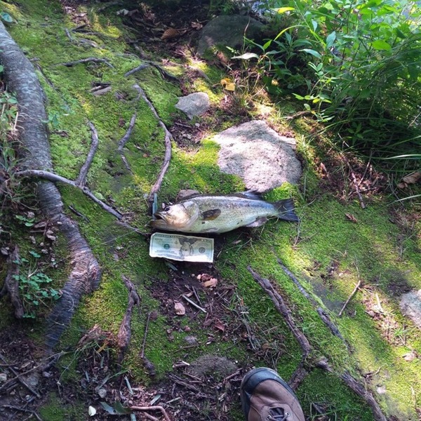A photo of rgarnold's catch