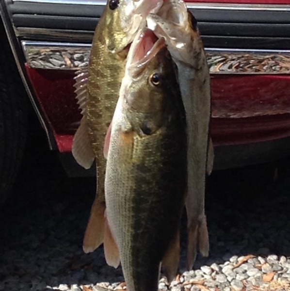 A photo of Kobe's catch