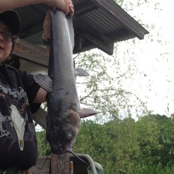 A photo of Henry131's catch