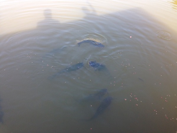 A photo of Henry131's catch
