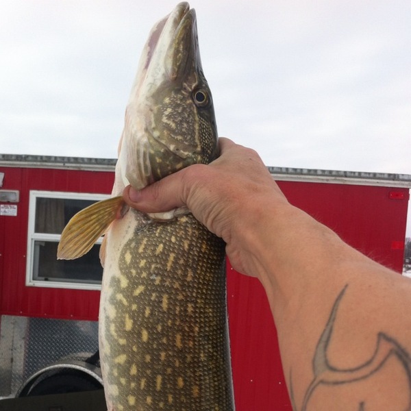 A photo of Darren Cossette 's catch